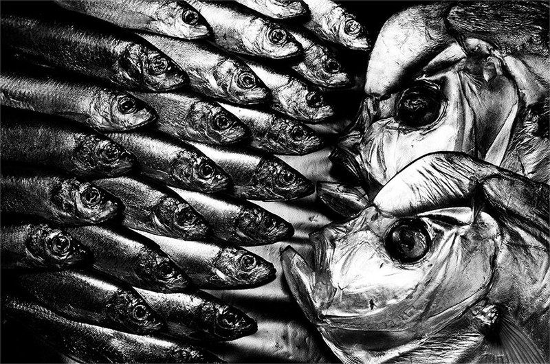 ilford delta 100, >>>--->photo preview