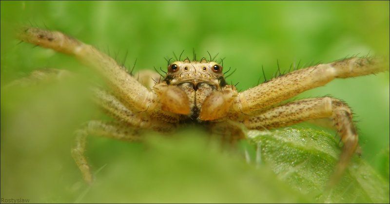 Охотникphoto preview