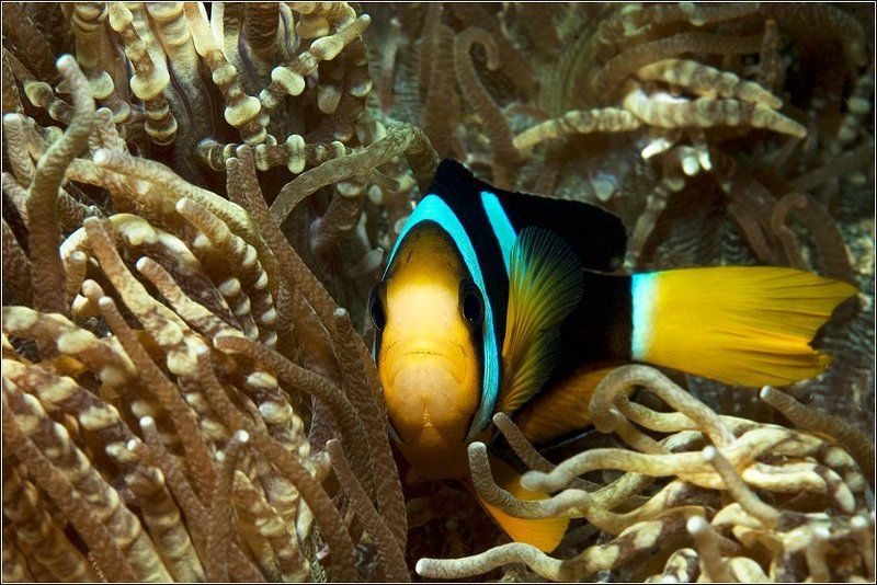 Амфиприон, он же Рыба-клоун, он же Штамп фотографический подводный...photo preview