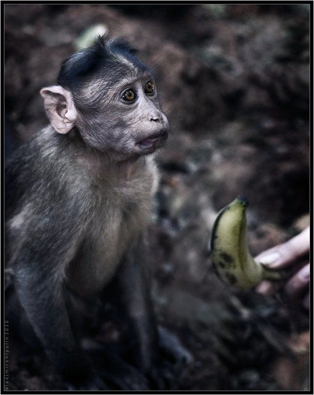 обезьяна,обезьяны,индия,гоа,владимир,шипулин, Неволя...(2)photo preview