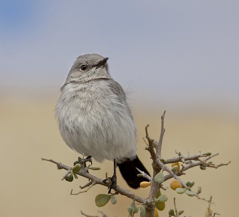 чернохвостка зазнайкаphoto preview