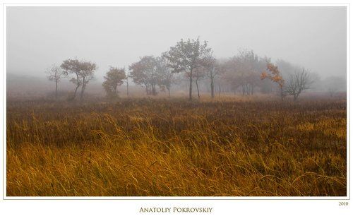 Туманная призрачность осенней обнажённости дикой груши