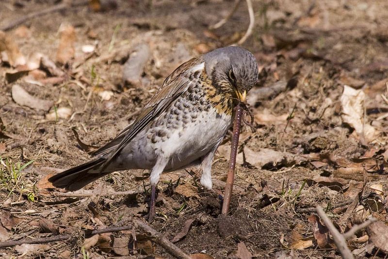 Тянет-потянет, а вытянуть не можетphoto preview