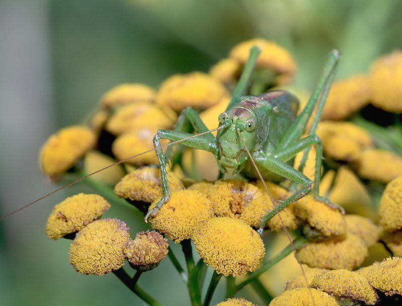лето, трава, кузнечик Вот он, этот коварный тип… гражданской наружности!photo preview