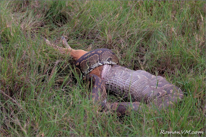 африка, танзания, серенгети, змея,  питон иероглифовый, антилопа, ориби Чулок для антилопы...photo preview