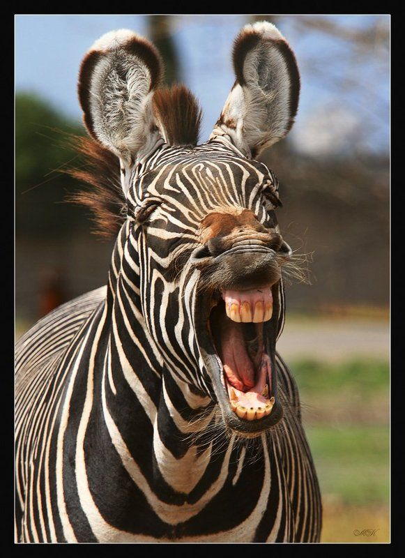 Ню, насмешили!photo preview