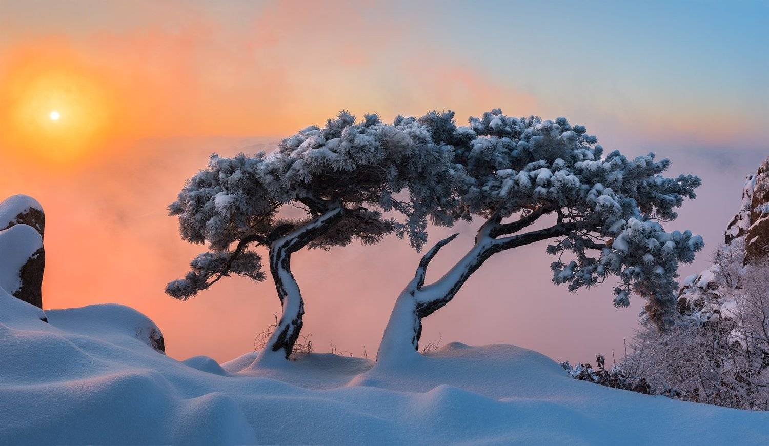 mountains, moody sky, pine tree, Jaeyoun Ryu