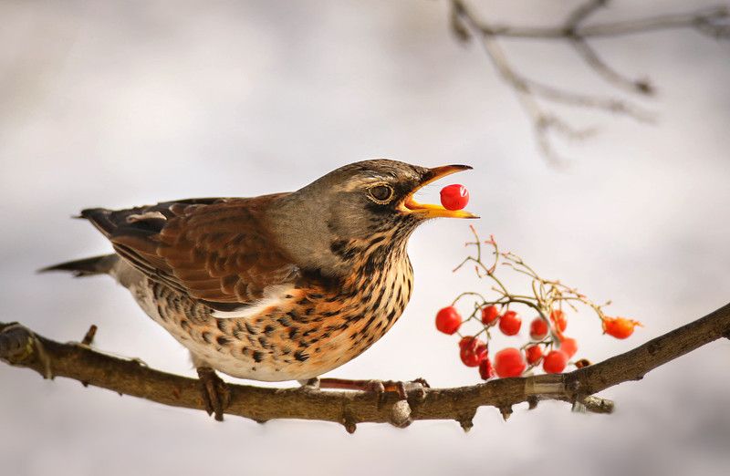 зима, природа, птицы, дрозд, рябинник, ягоды, обед Дрозд рябинник на обедеphoto preview