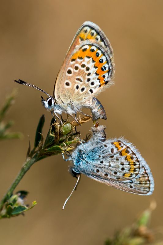бабочка, икар, голубянка Тайная жизньphoto preview