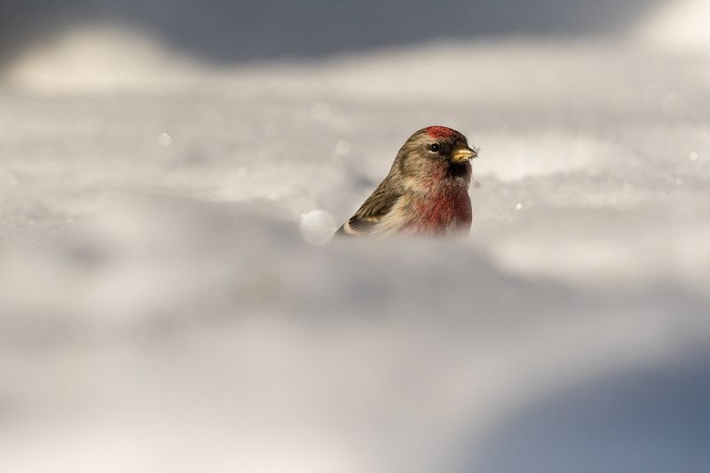 Про чечеток. Обыкновенная чечетка, самец. Маленькие птички в снегу и на веточкахphoto preview