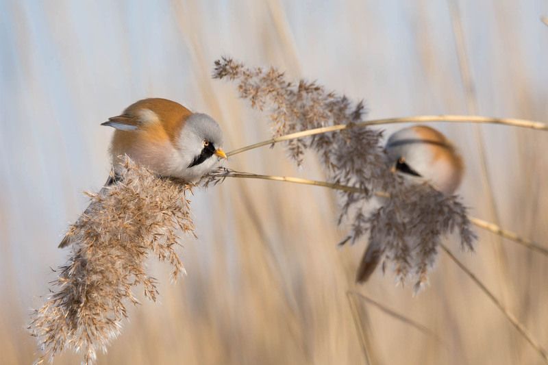 Wąsacze dwa :)photo preview