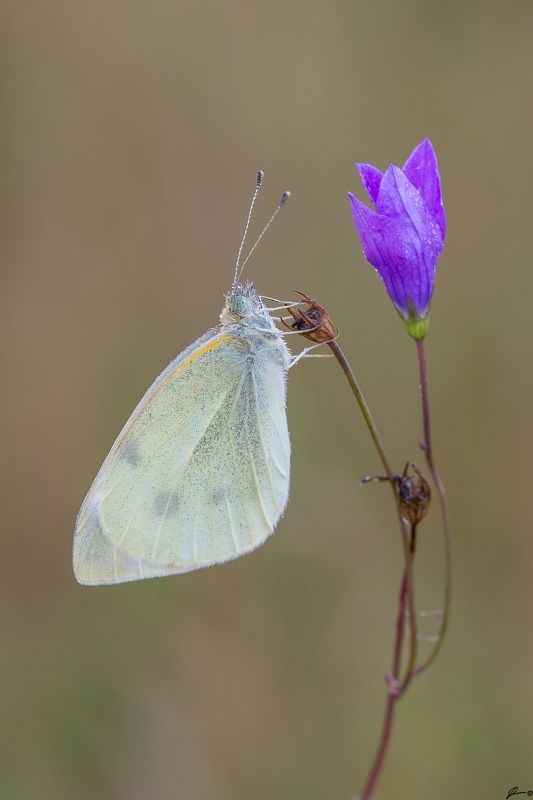 macro, makro, flowers, wild, wildlife, buttrrfly, nature, insects Pieris rapaephoto preview