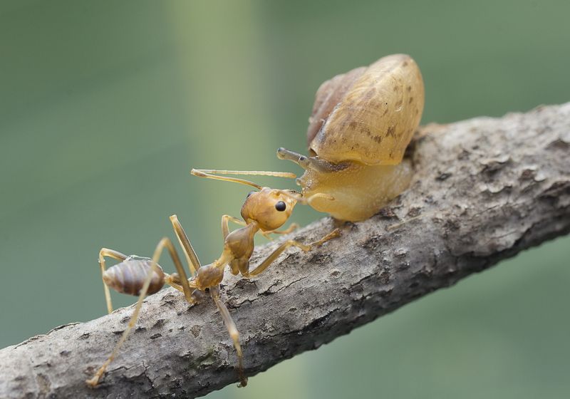 #macro#snail#ant#colors#kiss#love Unlimited Lovephoto preview
