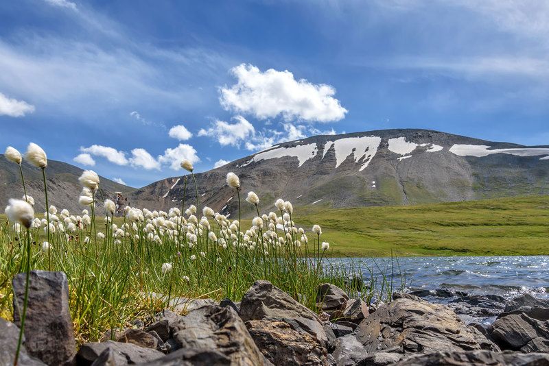 пушица, цветы, горы, лето, снег, алтай, карагем, cotton grass, flowers, mountains, summer, snow, altai Пушицаphoto preview