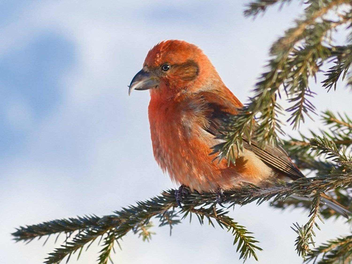 птицы,север,печора,коми,анималистика,клёст,клесты,природа,фауна,birds,the north,pechora,komi republic,animalism,crossbill,crossbills,nature,fauna,, Игорь Триер