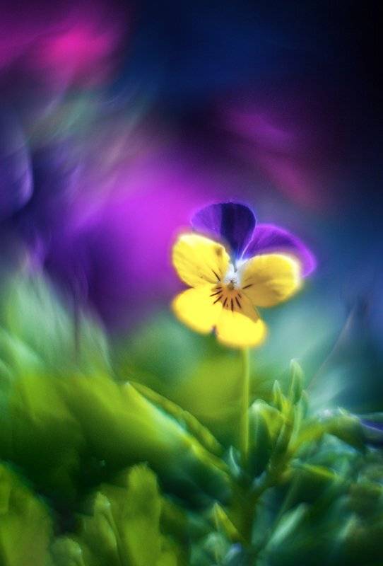 Анютины глазки - цветочки из сказки.... Автор: Татьяна Аверина , Татьяна Аверина