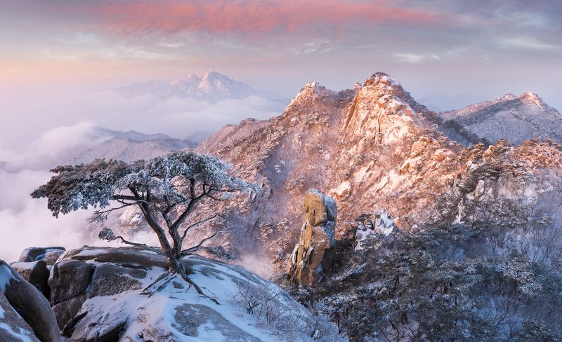 Pine Tree of Dobongsan
