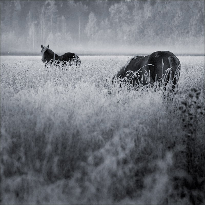 По первому морозцуphoto preview