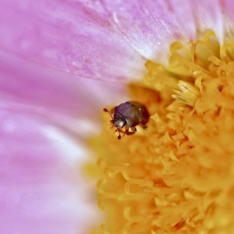 RMSTRD. Автор: Air Walk , Air Walk