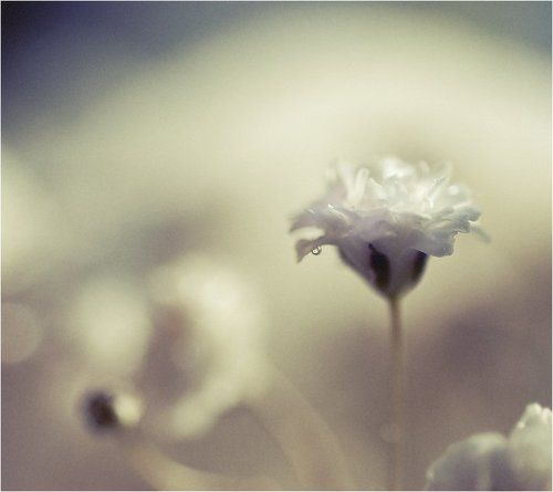 Lonely tear