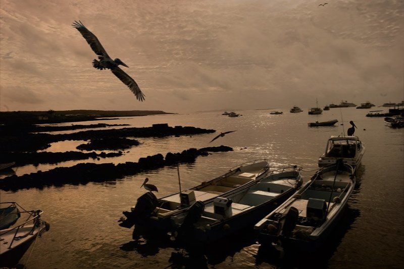 пеликаны, жизнь, рыба, сказка Из жизни пеликанов...photo preview