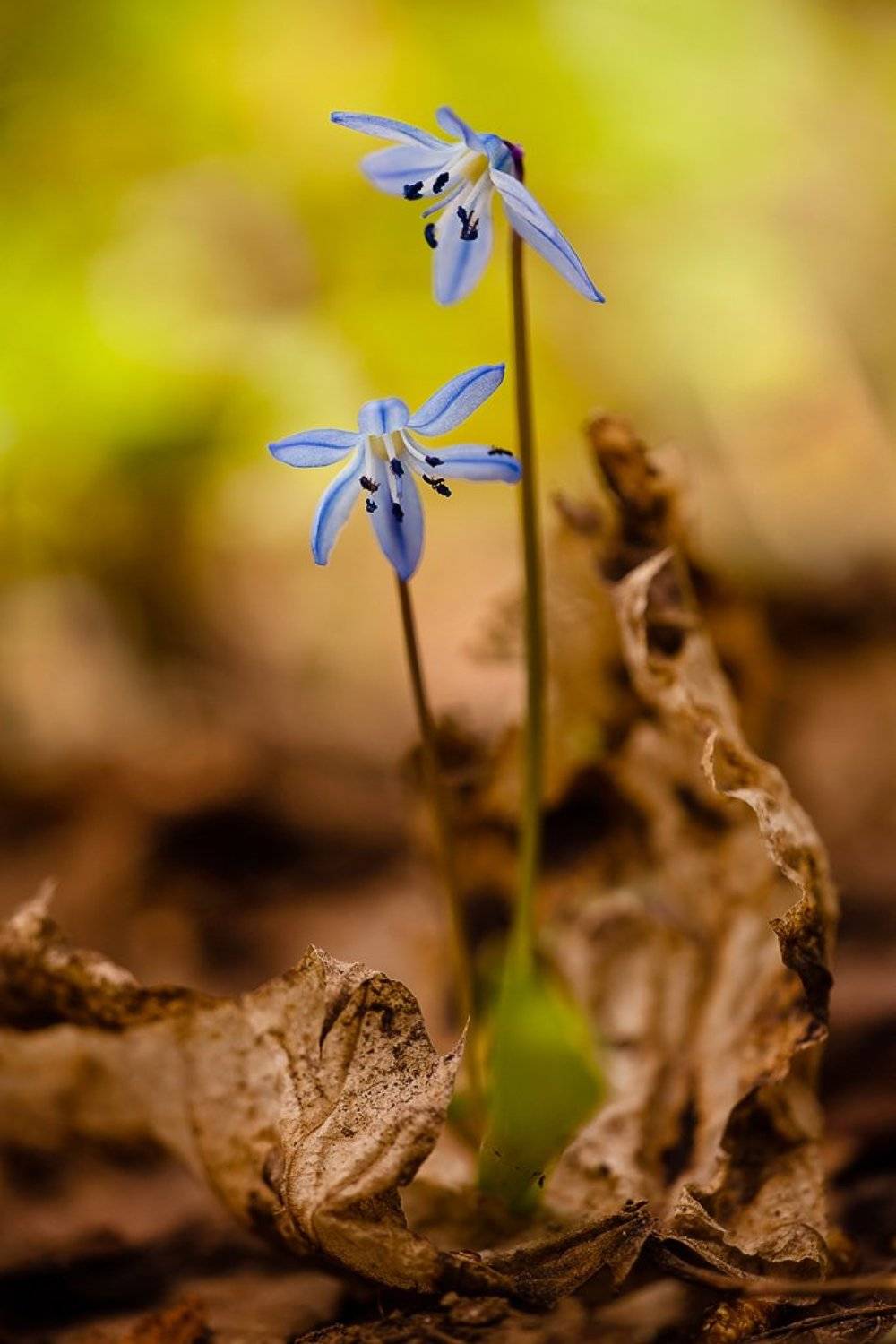 весна, Юлия