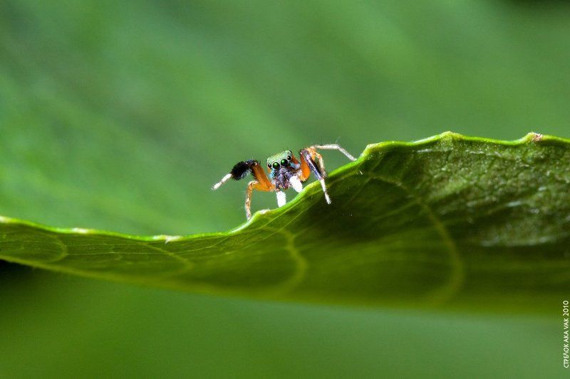 паук, скакунчик, тайланд Заглянуть за крайphoto preview