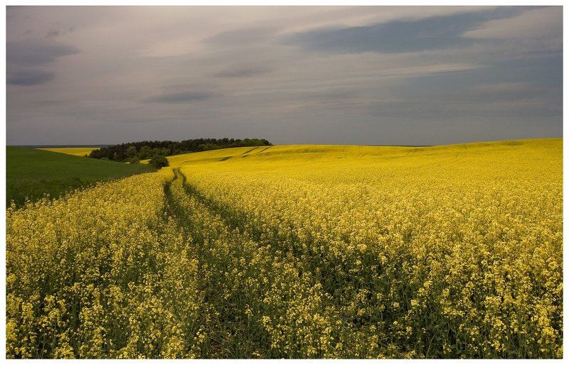в рапсовых лугах...photo preview