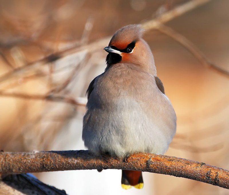 птица,свиристель Гордец...photo preview