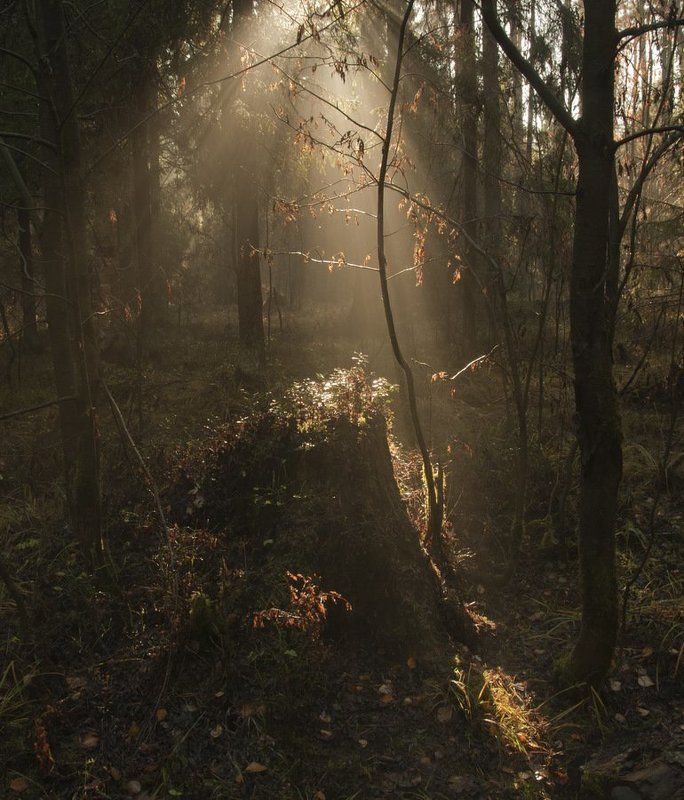 Какой чудесный день...photo preview