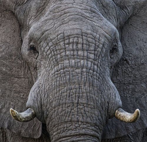 Elephant stone