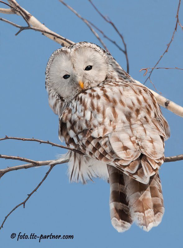 длиннохвостая, неясыть Длиннохвостая неясытьphoto preview