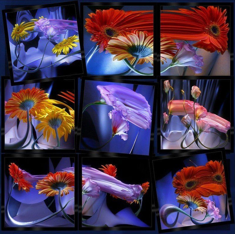 светографика, цветы, отражения, искажения, сюжет, эустома, бумага Эустомы. Витые стебли (Светографика - Отражения. Искажения)photo preview