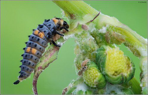 Безобидная корова )