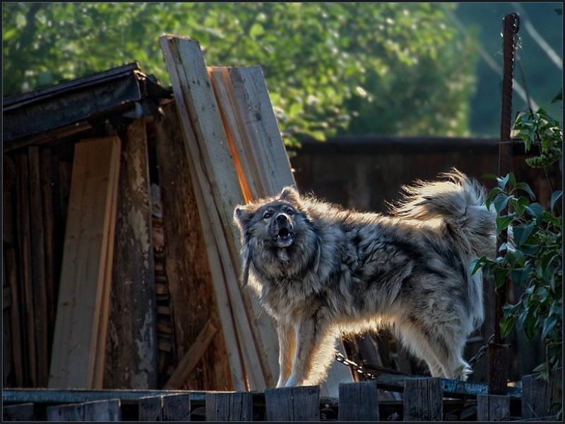 лето, собака, охрана Сольный проект ...photo preview