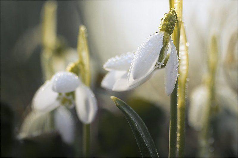 рассказать, что солнце встало...photo preview