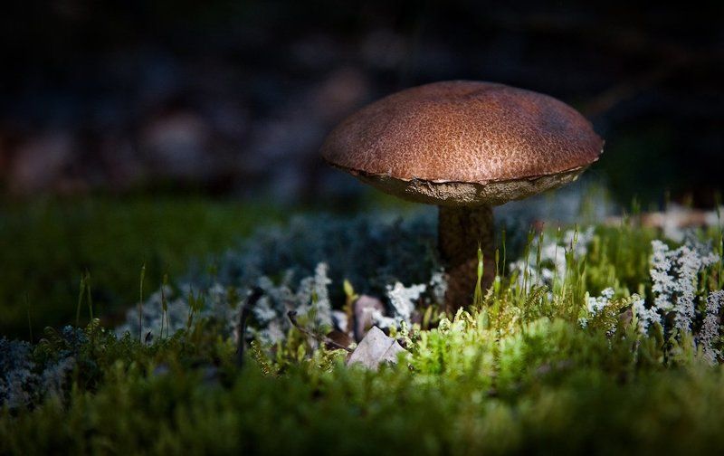 средь мхов и темнотыphoto preview