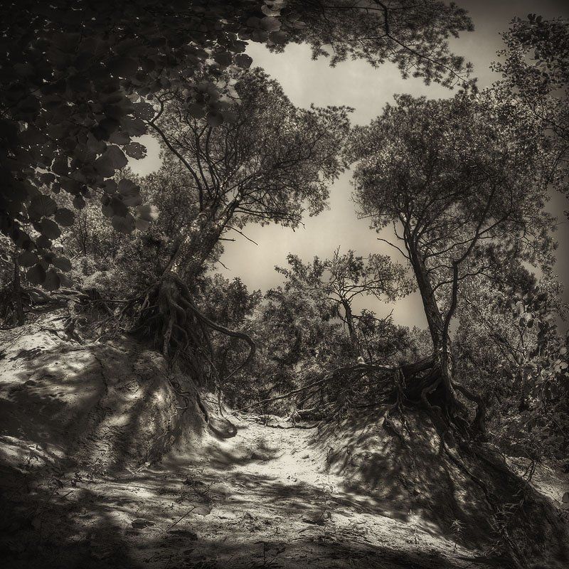 оголенные, корни, сосны, песок, листья, обрыв | Оголенные |photo preview