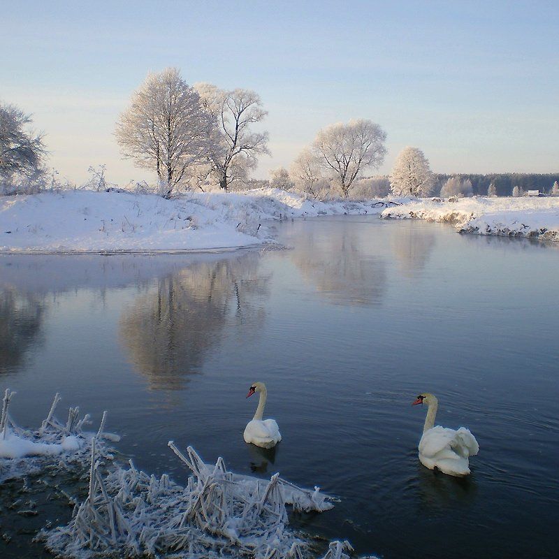 зельва, мороз, 31.12.2009, лебеди, река, ч/б пара IIphoto preview