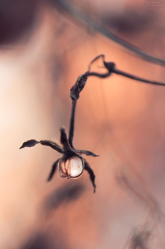 макро, цветы, растения, природа, сухоцвет, macro, flowers, plants, nature, dried flowers, Сухоцветыphoto preview