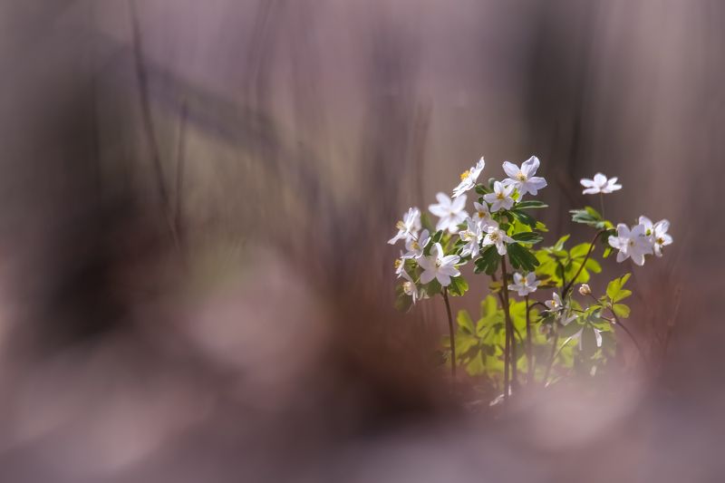 С весной.photo preview
