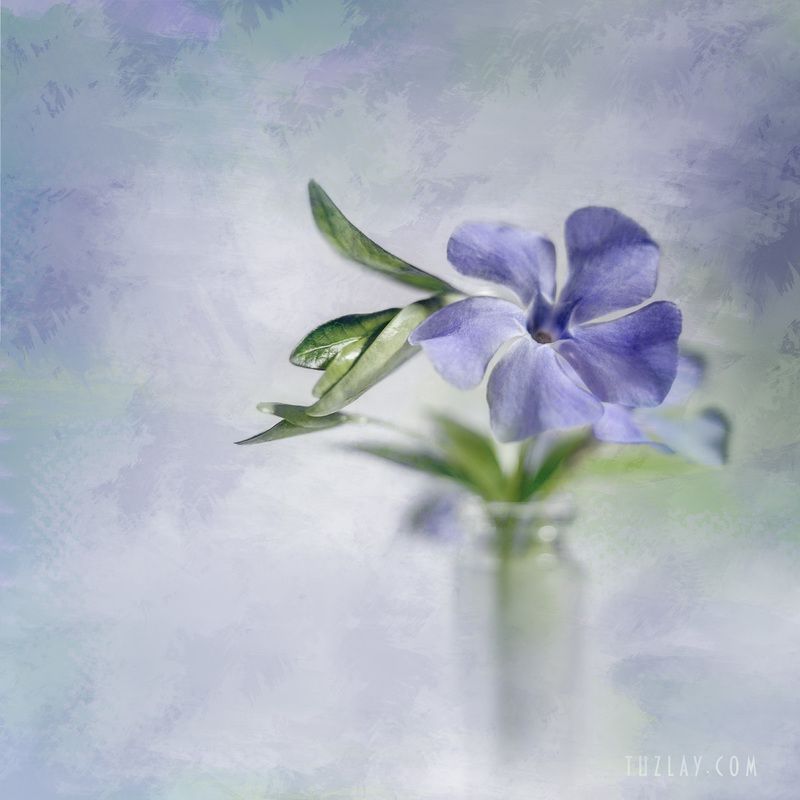 И снова квадратик в стиле «...» про барвинок во флаконеphoto preview