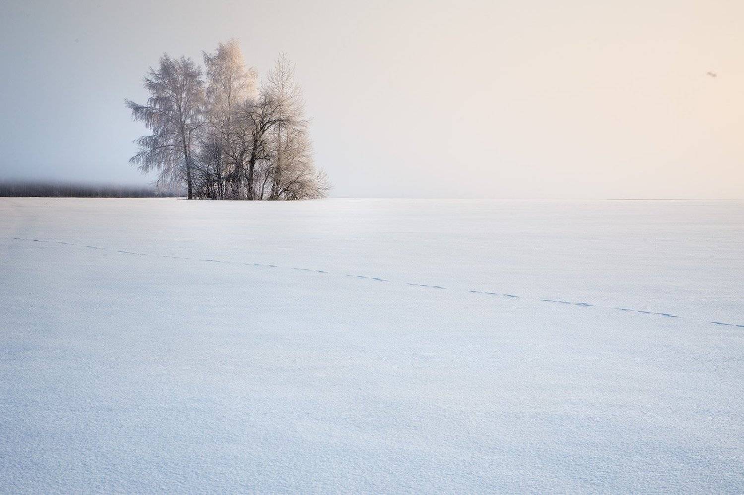 Белая пустыня. Автор: Голубев Дмитрий winter, frost, water, ice,snow, мороз, зима, утро, пейзаж. лед, иней, Голубев Дмитрий