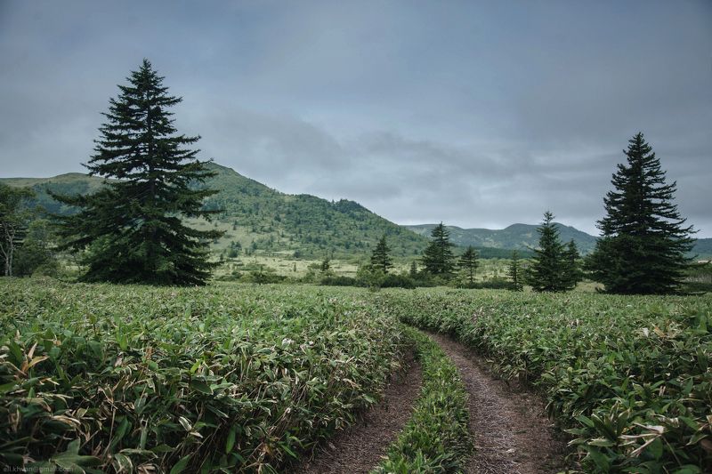 Кунашир, Курилы, Россия, Дальний Восток Среди курильского бамбучникаphoto preview