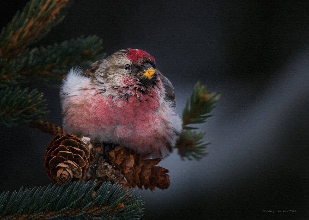 Матерый. Автор: Валерий Субачев , Валерий Субачев