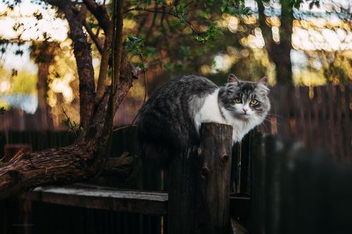 Назаборные коты