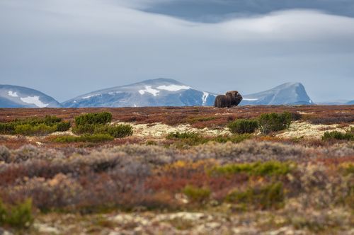 Musk ox in Dovre Fjel, Norway