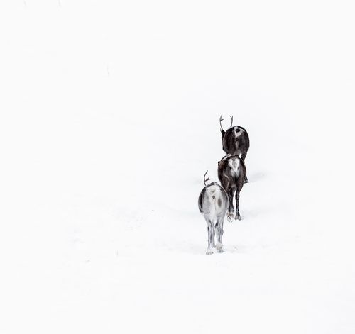 Reindeers