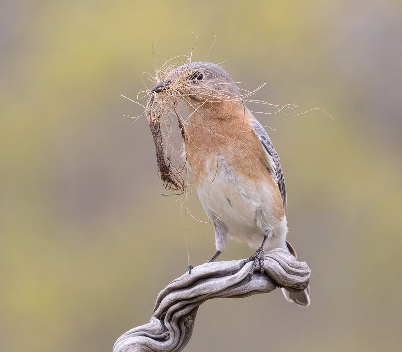 восточная сиалия, eastern bluebird,bluebird Весенние хлопоты у птиц - С Международным Днем Птиц!photo preview