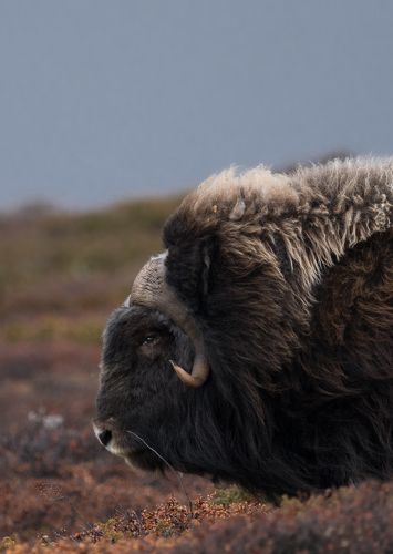 King of Dovre